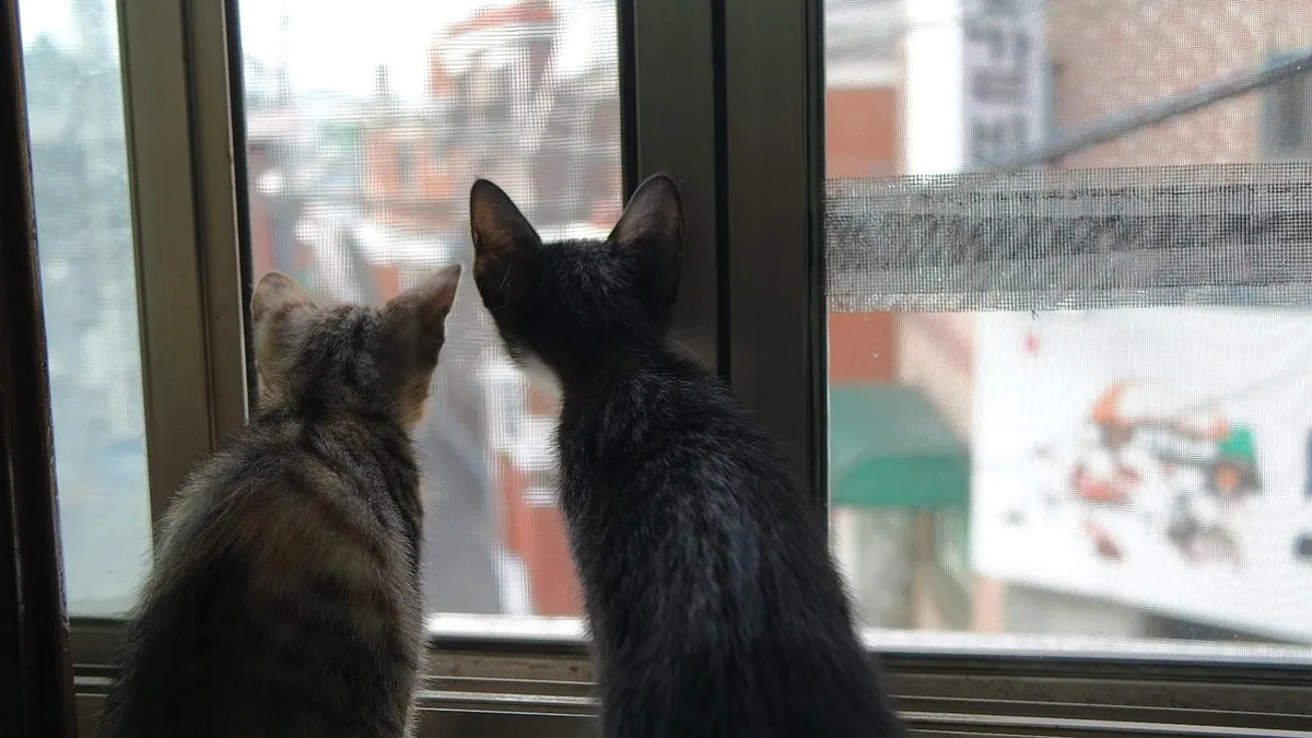 Why Is My Cat's Poop Black? Causes and When to Worry