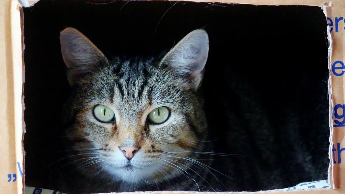 Light Brown, Dark Brown, or Reddish Cat Poop: Color Guide