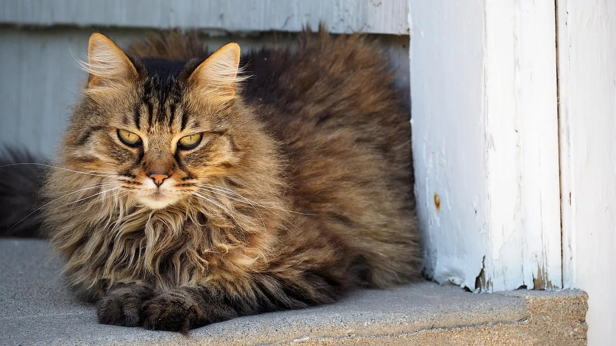 Hard, Dry, or Soft Cat Poop: What Consistency Means