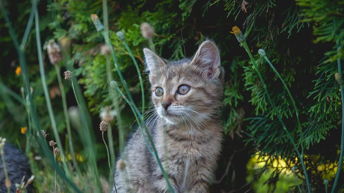 Cat Poop Deterrents: How to Stop Cats Pooping in Your Yard
