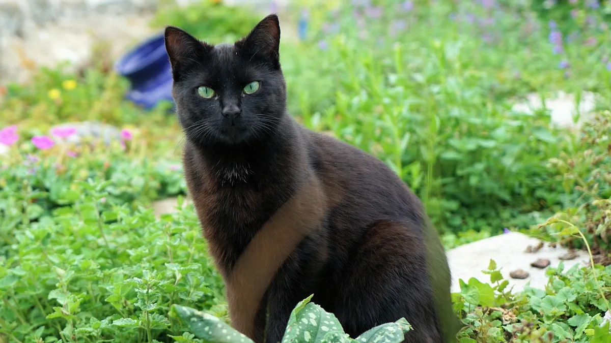 Is Cat Poop Good Fertilizer? Composting Risks for Gardens