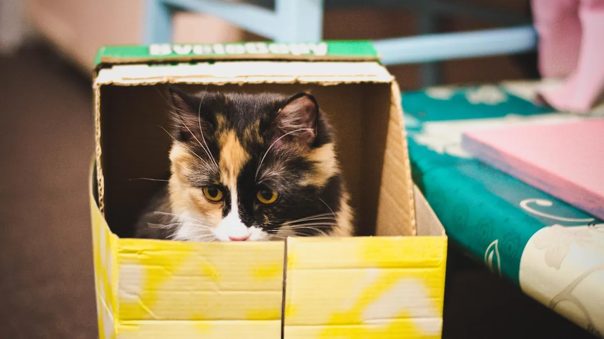 Cat Poop Not Solid: Causes of Loose Stool in Cats
