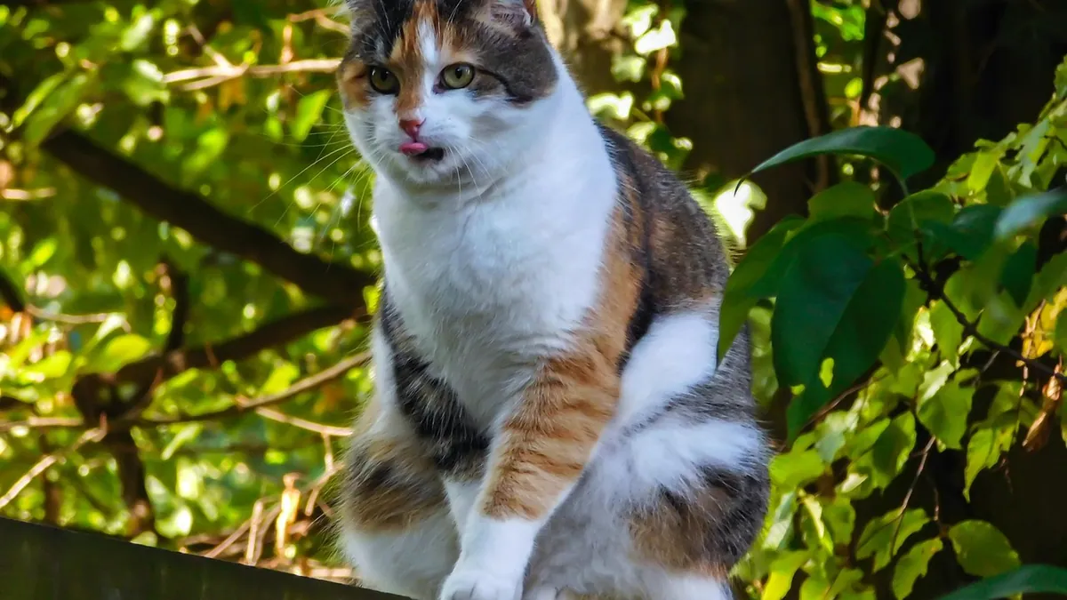 Cat Poop and Pee Position: What Posture Tells You