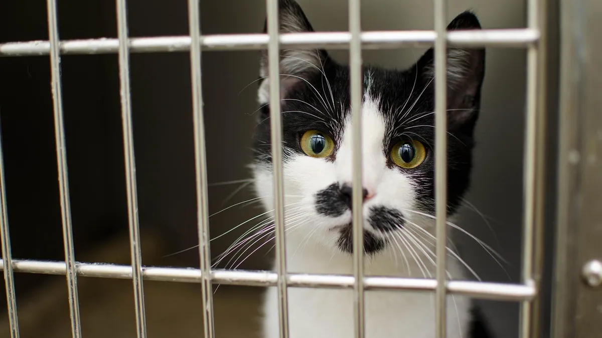 Red in Cat Poop or Pee: Blood, Mucus, and Next Steps
