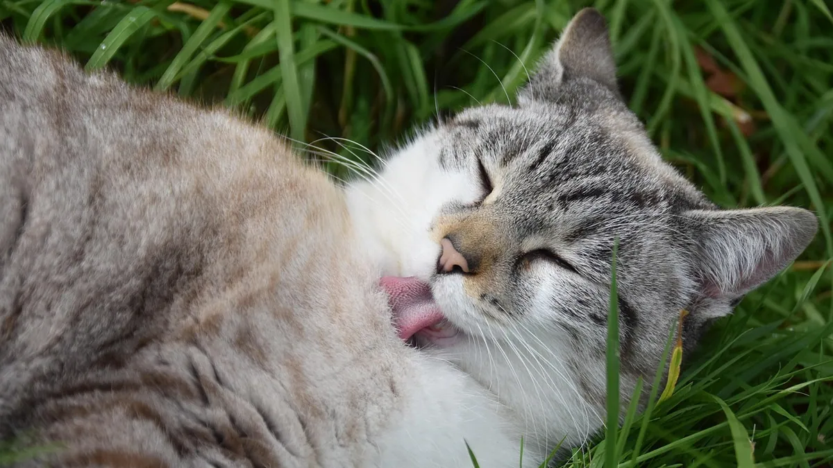 Poop Stuck in My Cat's Fur: Causes and Fixes