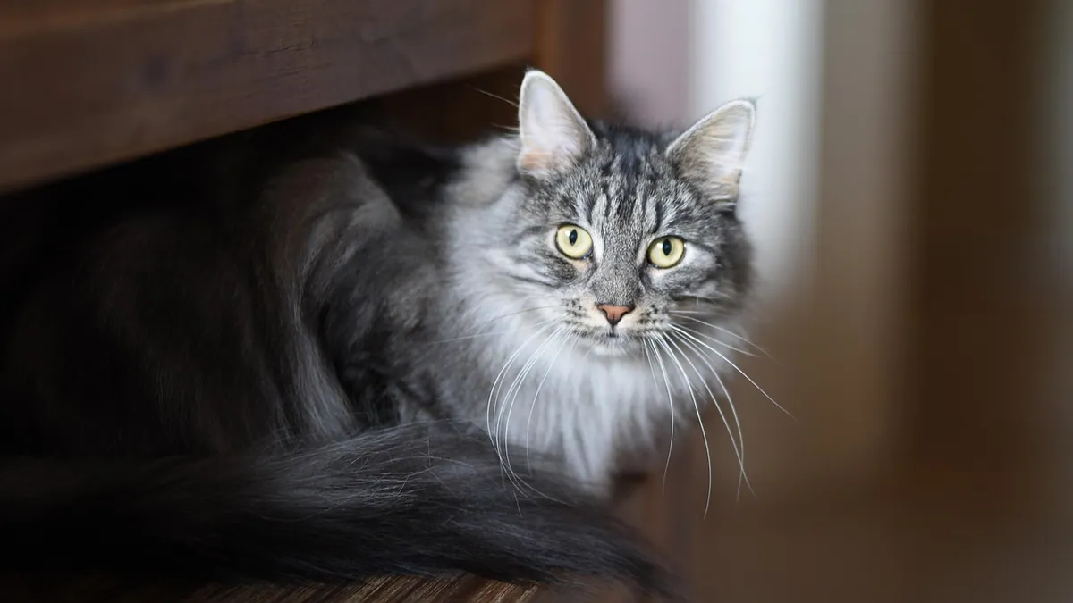 Cat Poop That Looks Like Undigested Food: What It Means