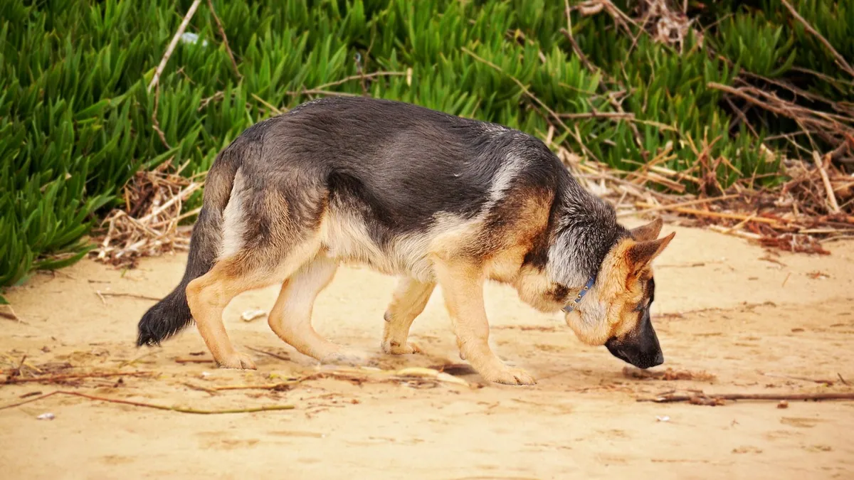 Cat Poop vs Dog Poop: Is Cat Poop Bad for Dogs?