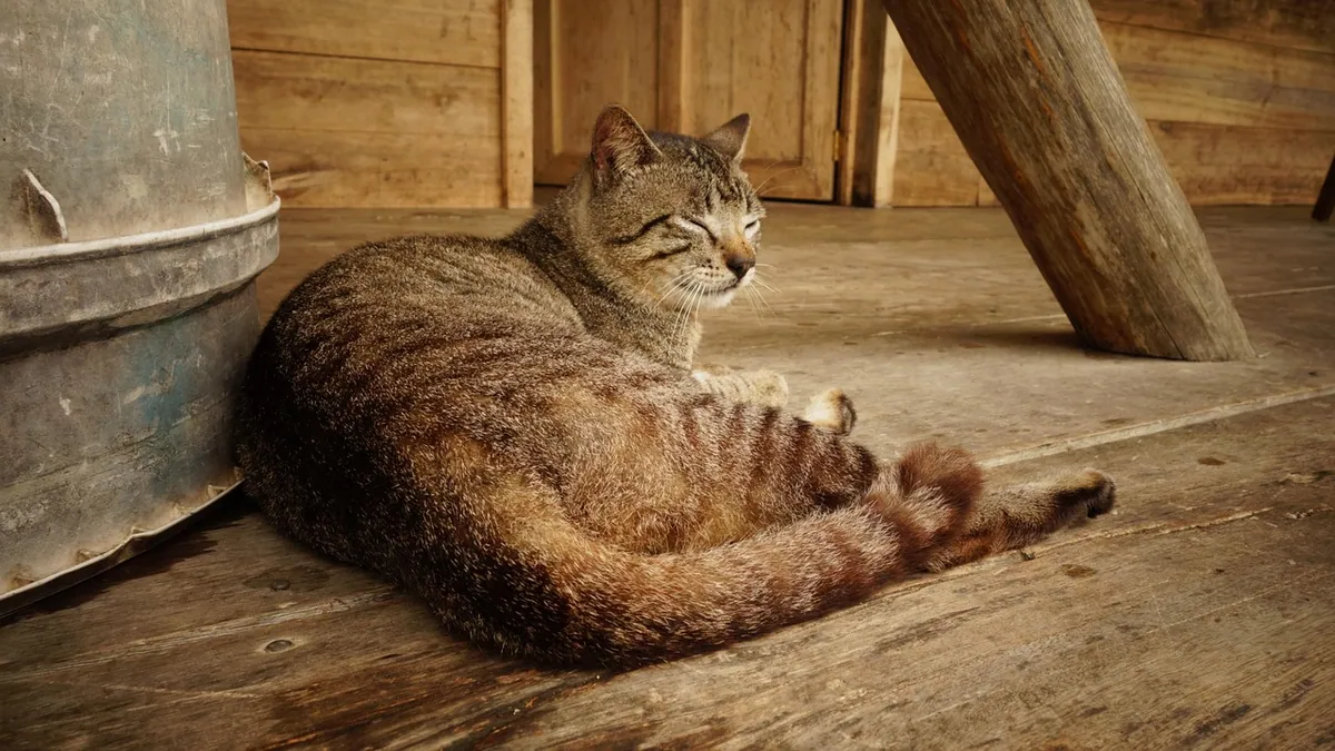 Cat Poop vs Vomit: How to Tell Them Apart