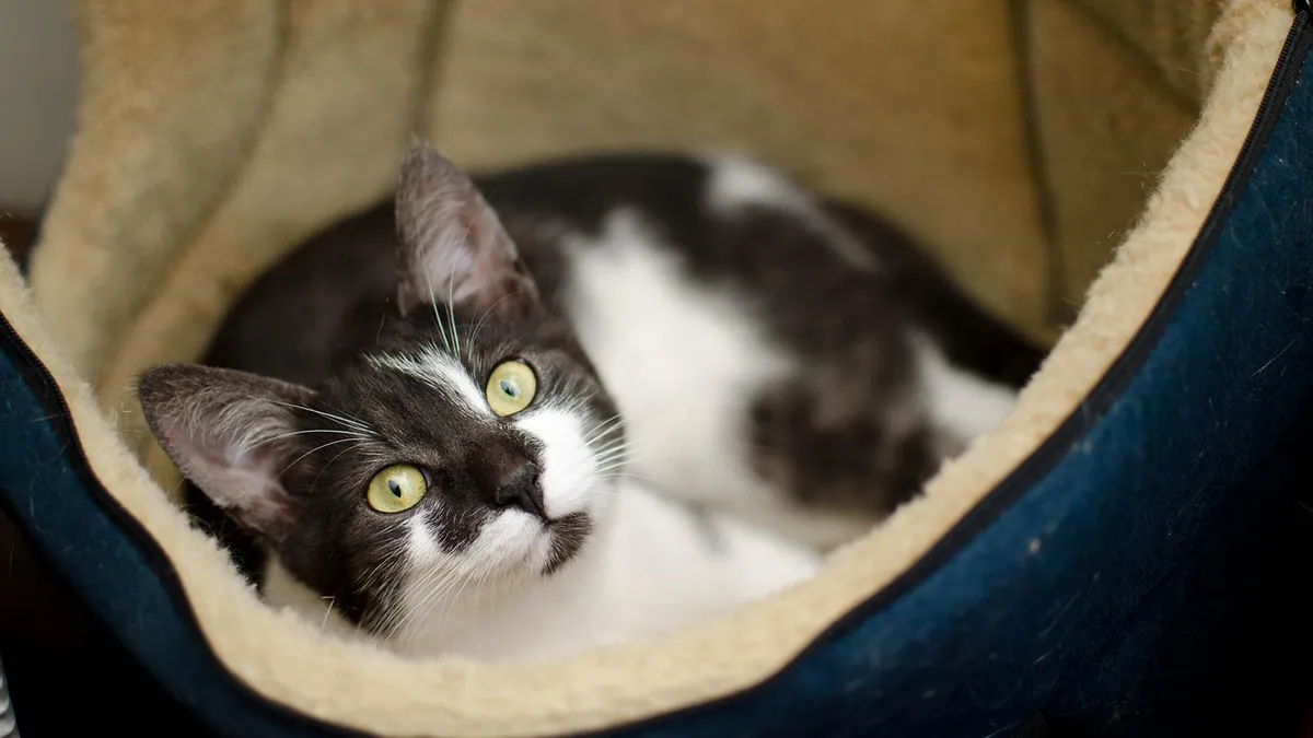 Cat Pooping Blood: Causes and What to Do Next
