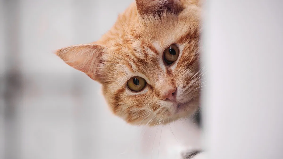 Why Your Cat Keeps Pooping in the Bathtub