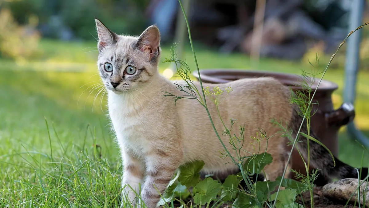 Cat Pooping in the Garden: Risks and How to Stop It
