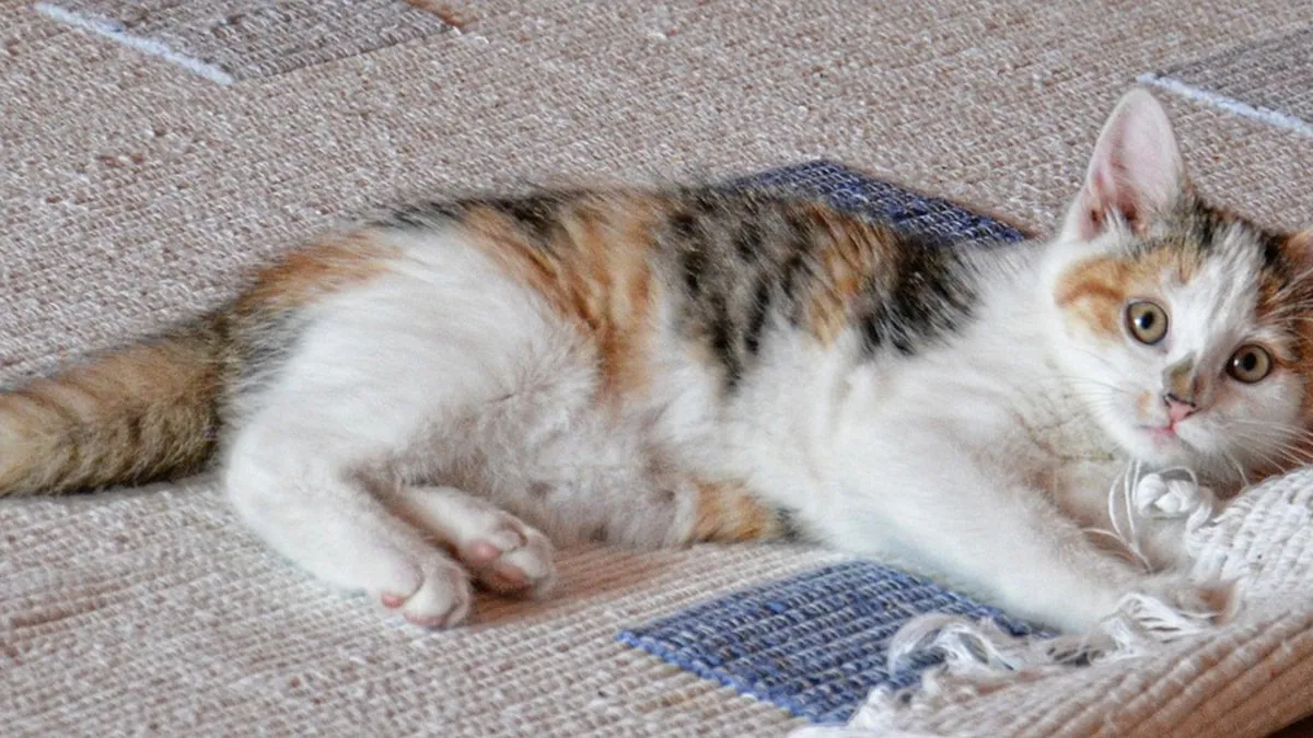 Cat Pooping on Carpet, Bed, or Floor: Causes and Cleaning