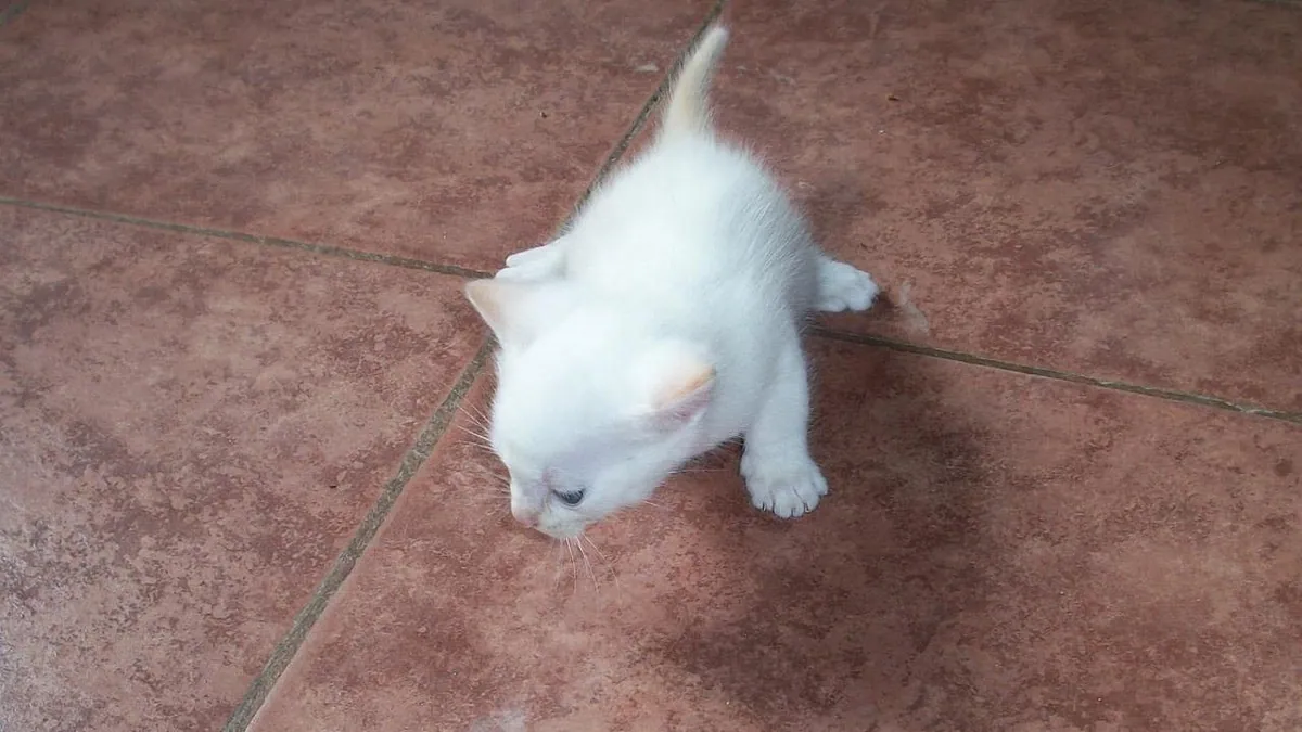 Why Your Cat Keeps Pooping on the Floor (Not Peeing)