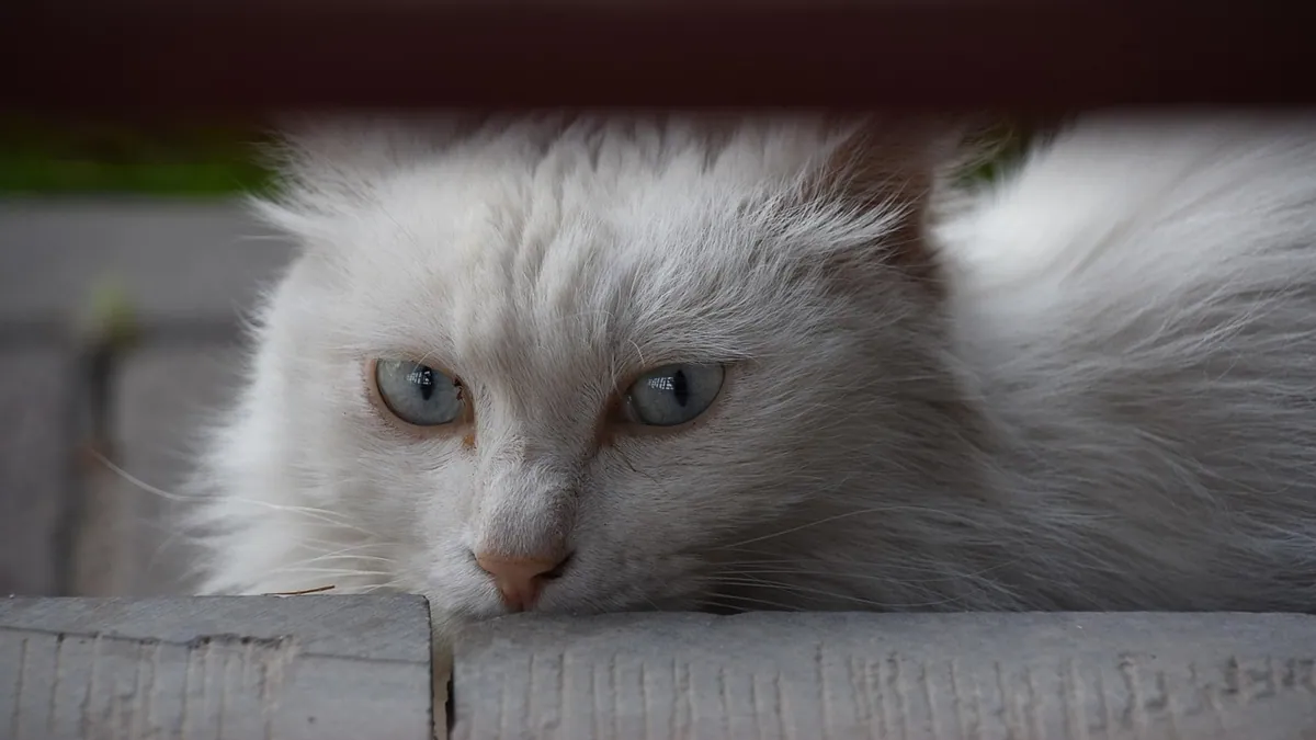 Cat Pooping Uncontrollably: Causes and What to Do