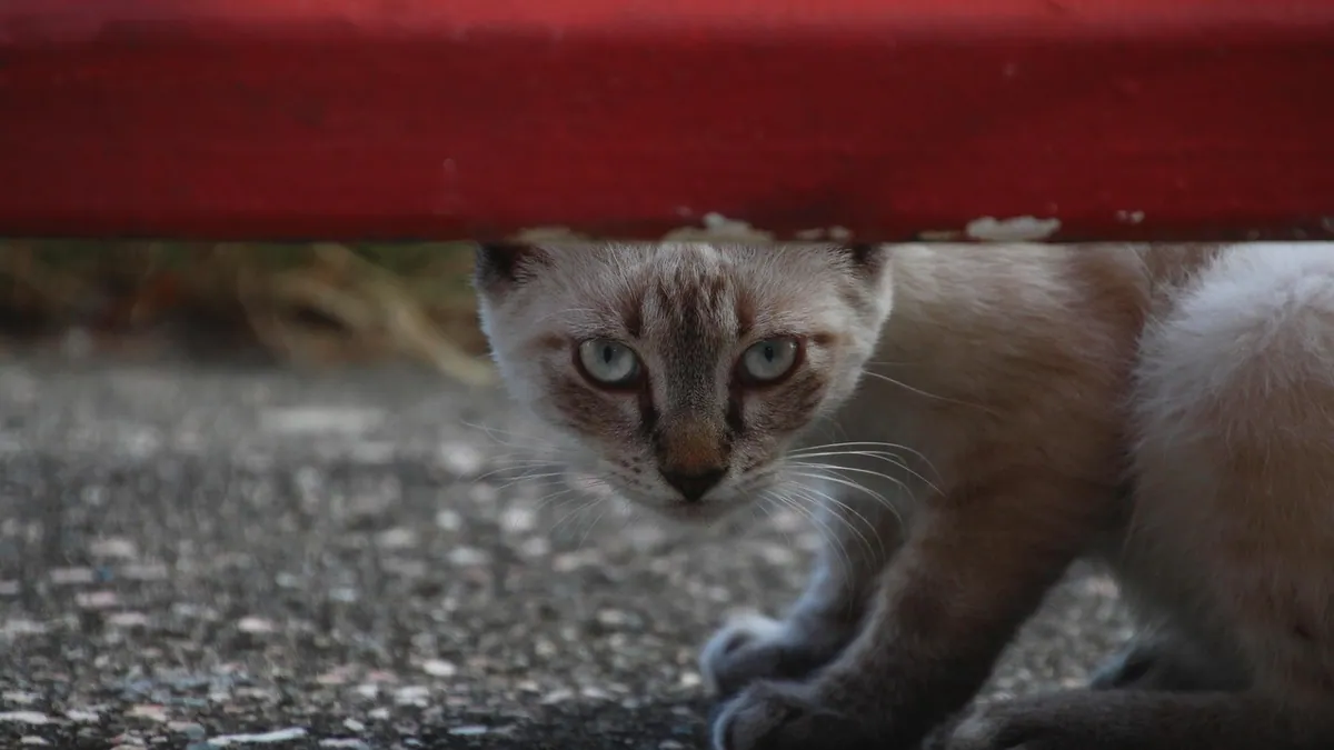 Cat Pooping Under the Bed or Couch: Why and How to Stop It