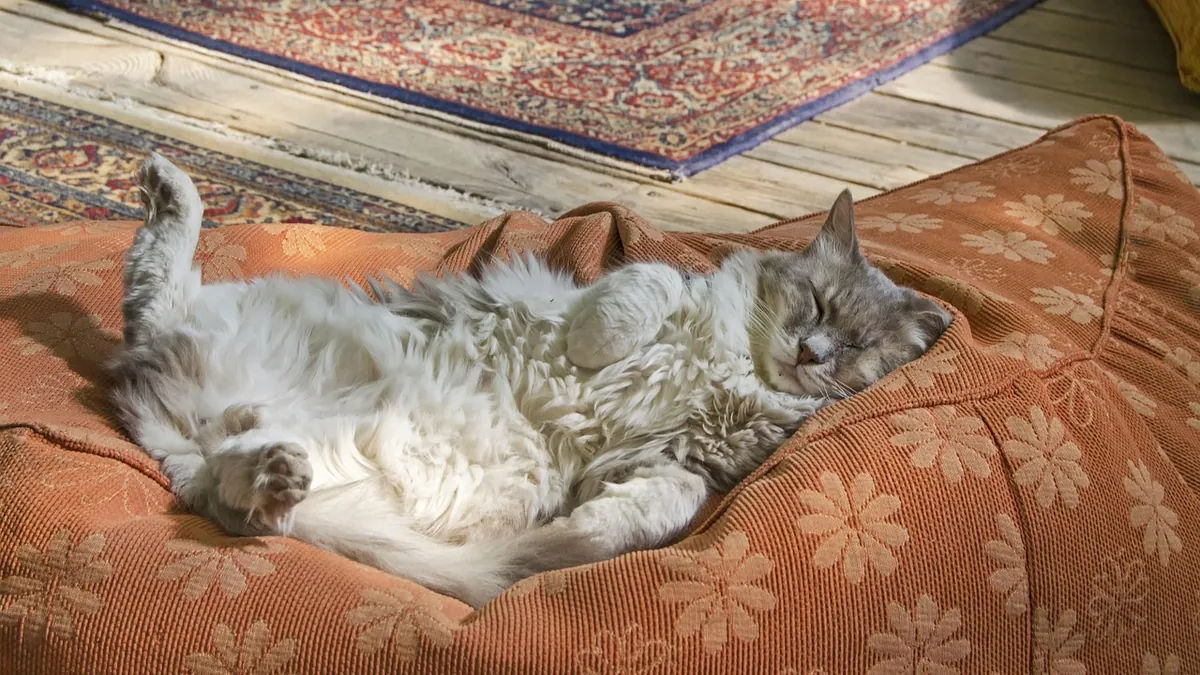 How to Tell If Your Cat Is Pregnant: Tests and Scans