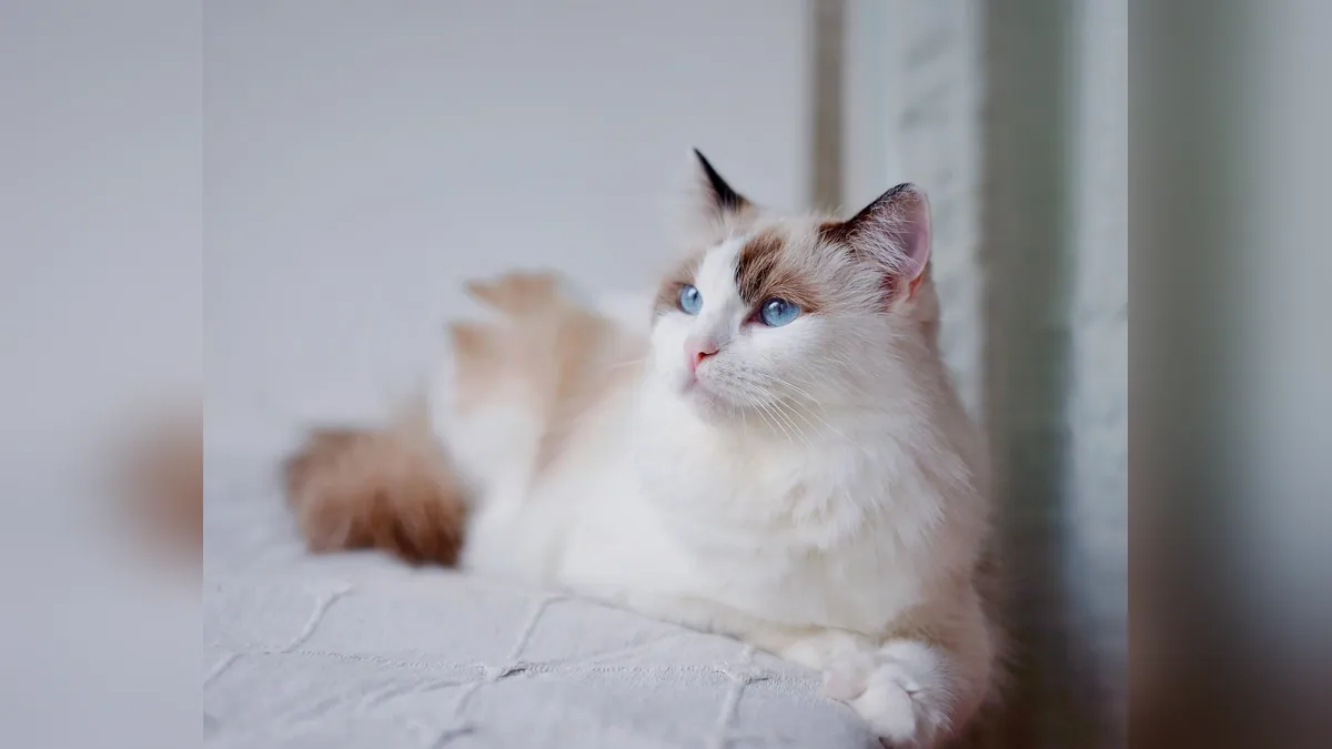 Cat Pregnancy Weeks: What to Expect Week by Week