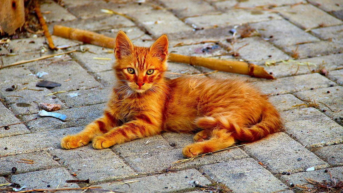 Cat Pulling Hair Out: Home Remedies and Causes