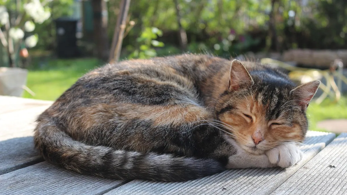 Cat Quiet and Lethargic After Vomiting: When to Worry
