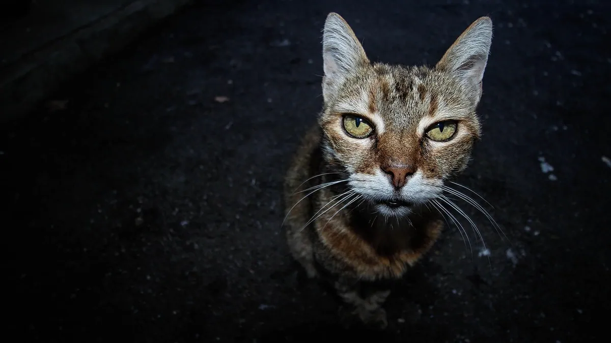How to Keep Your Cat Quiet at Night: Causes and Fixes