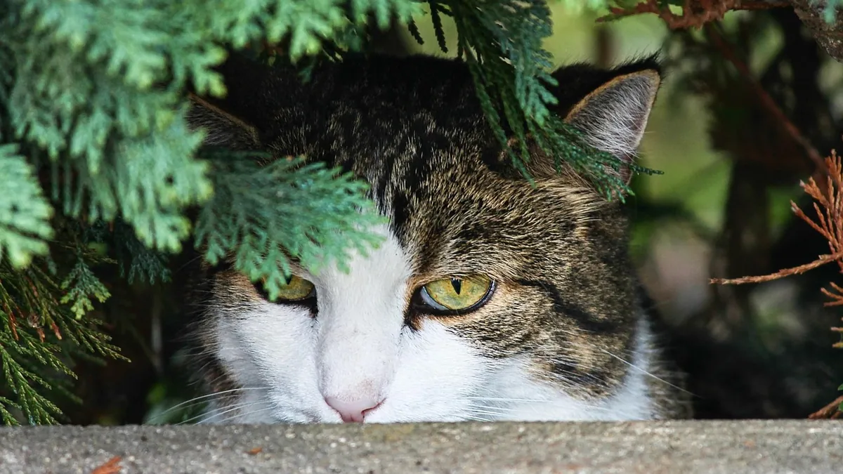 Cat Ran Away or Got Out: Step-by-Step Plan