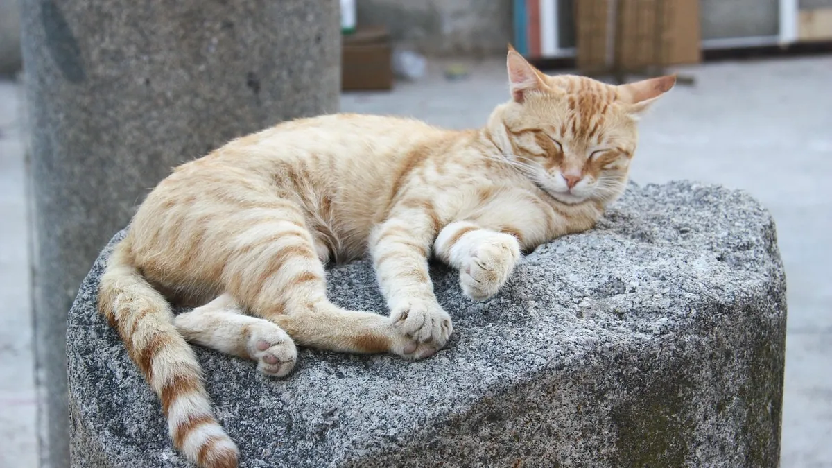 Can a Cat Recover From Paralysis? Prognosis and Care