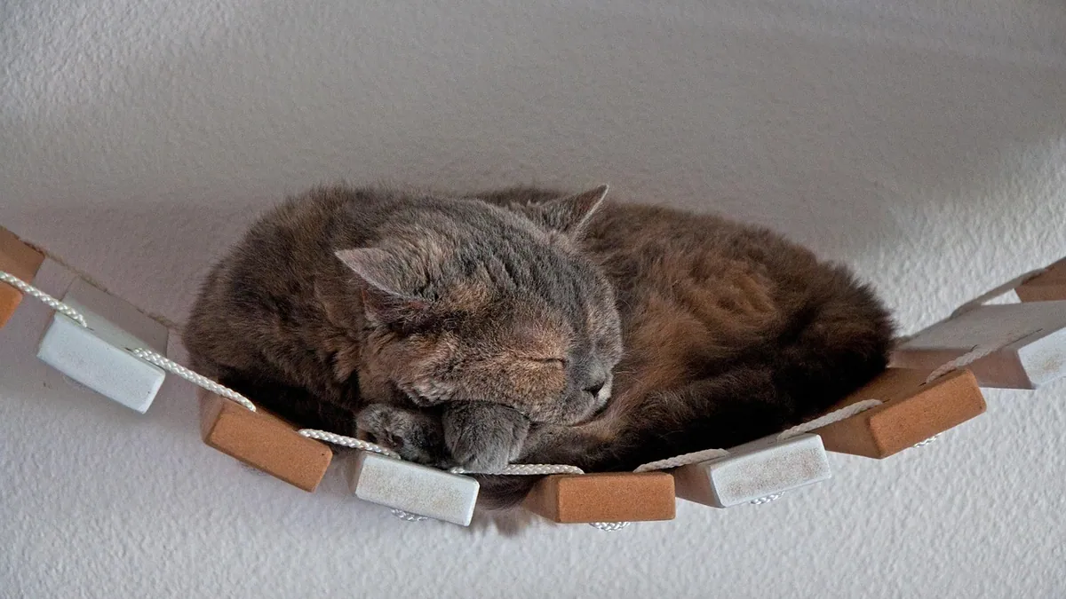 Cat Recovery Suits After Surgery: Do They Work?