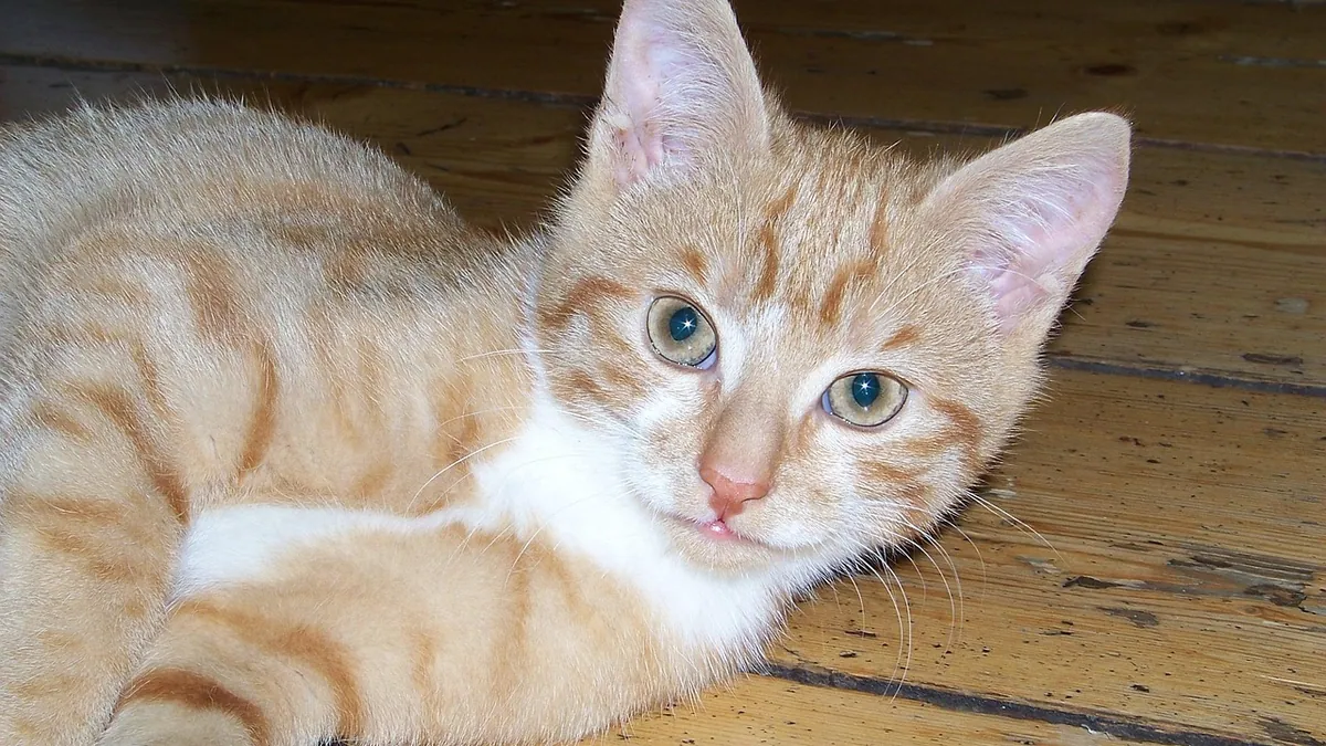 Red or Irritated Anus After Cat Diarrhea: Causes and Relief