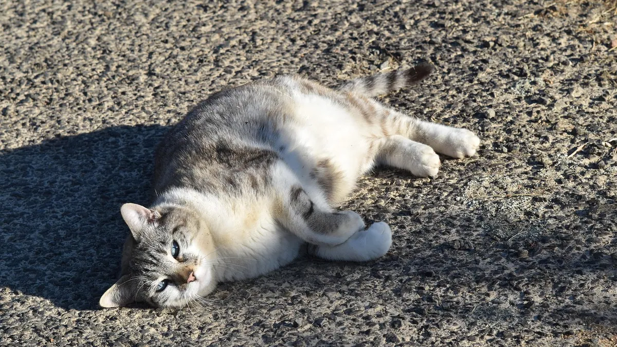 Cat Regurgitation: Why It Happens and How to Stop It