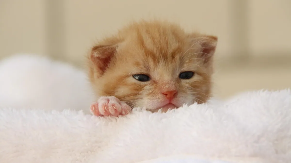 Cat Respiratory Infection: Home Care and When to Call the Vet