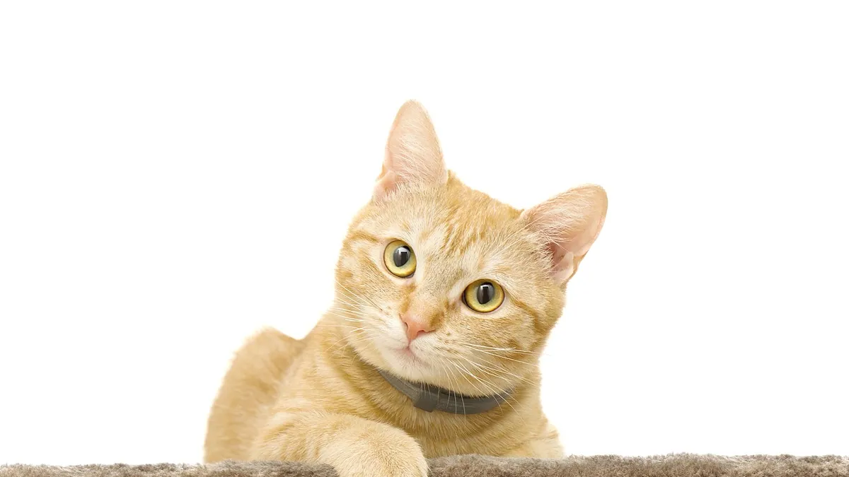 How Long Do You Quarantine a Cat With Ringworm?