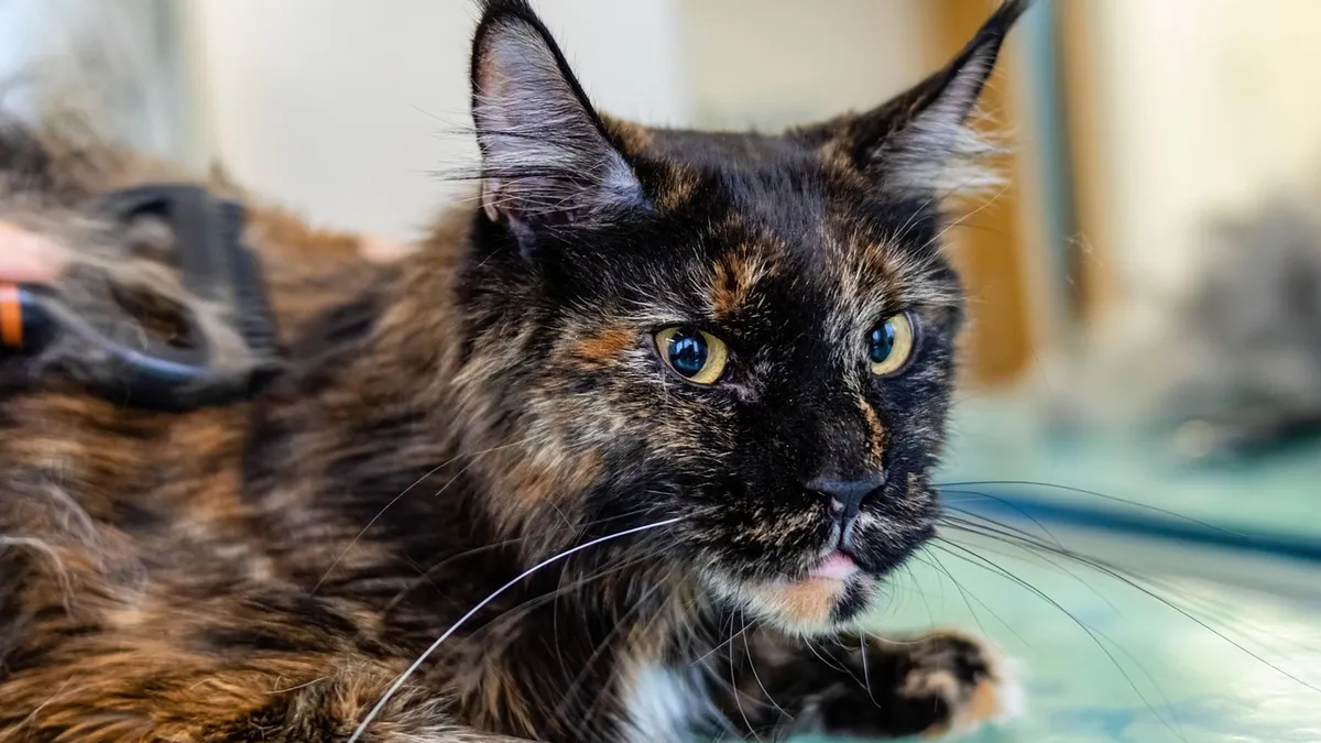 Why Is My Cat Ripping Out His Fur? Over-Grooming Causes