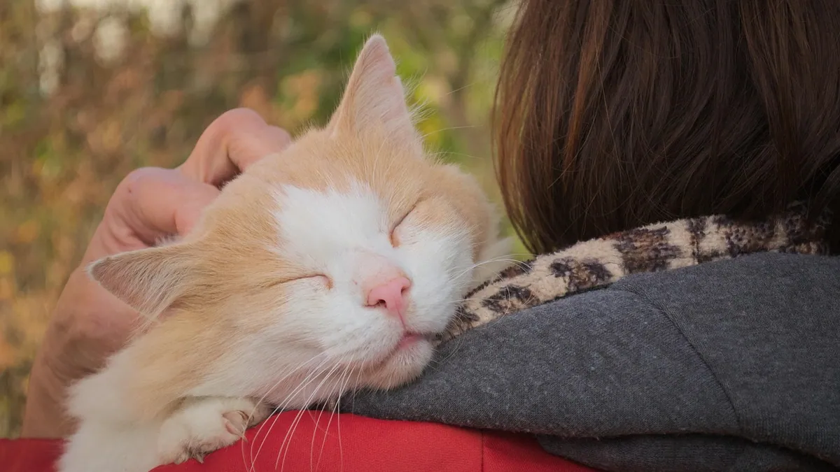 Why Is My Cat Rubbing Against Me and Everything?