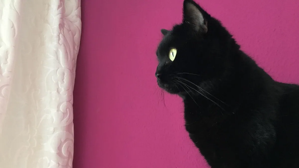 Scabs on My Cat's Neck: Causes and Treatment