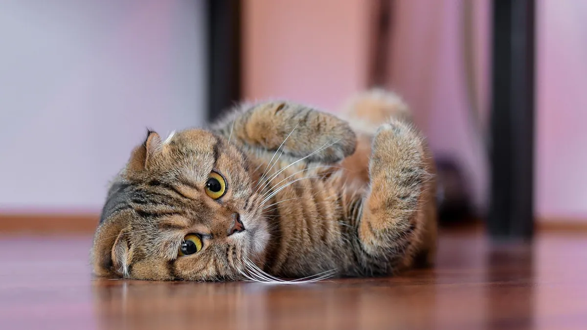Why Does My Cat Scoot or Wipe Its Bum on the Floor?