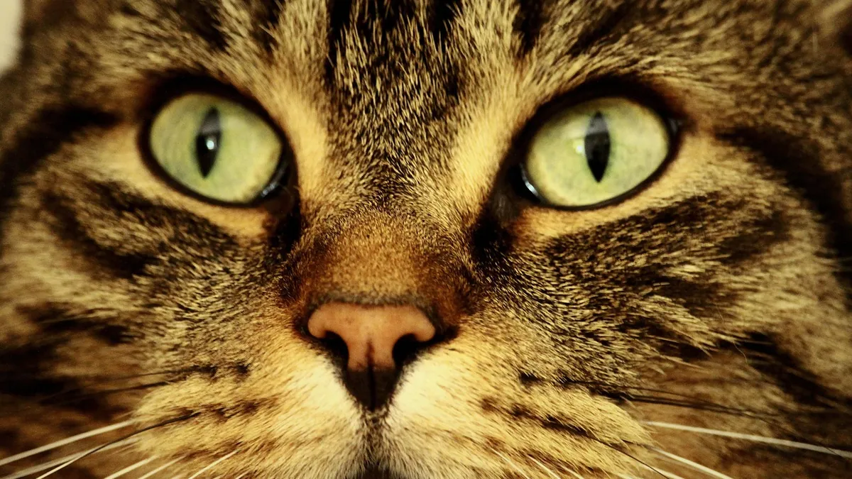 Cat Scratched an Eye: What to Do Right Now