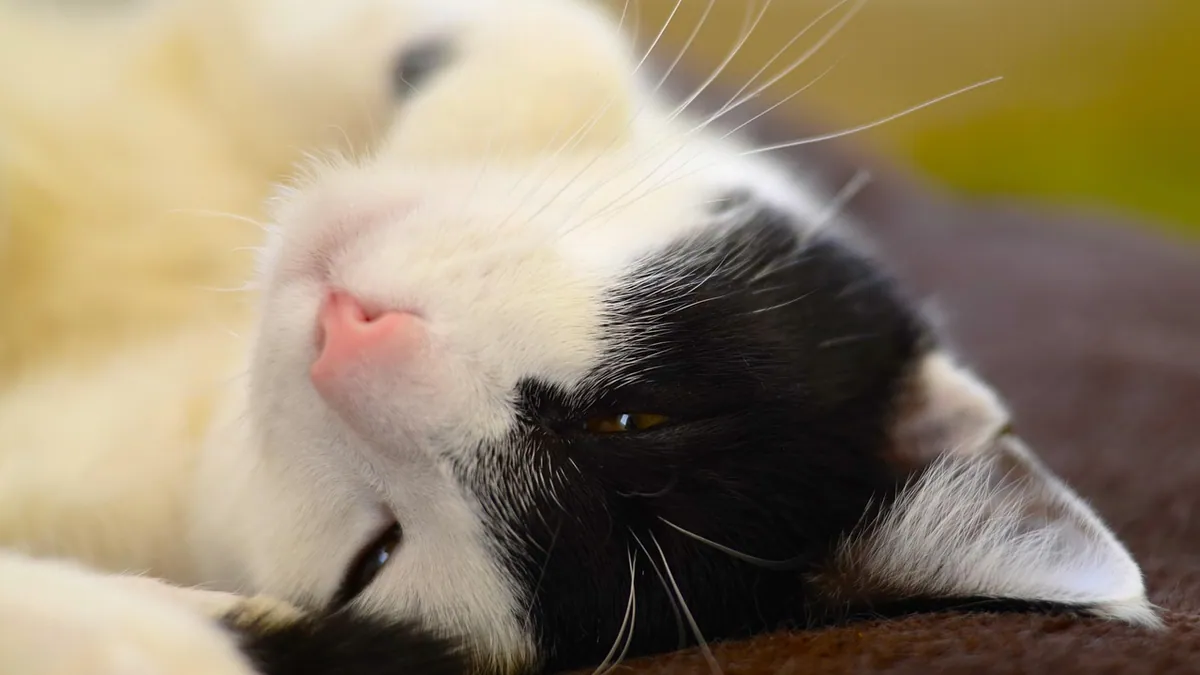 Cat Sedation Side Effects: What's Normal and Not