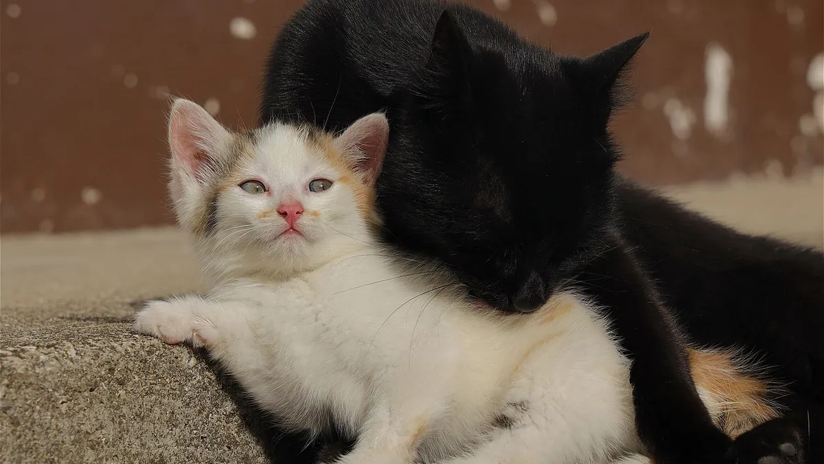 Does My Cat See Me as Its Mom? Bonding Signs Explained