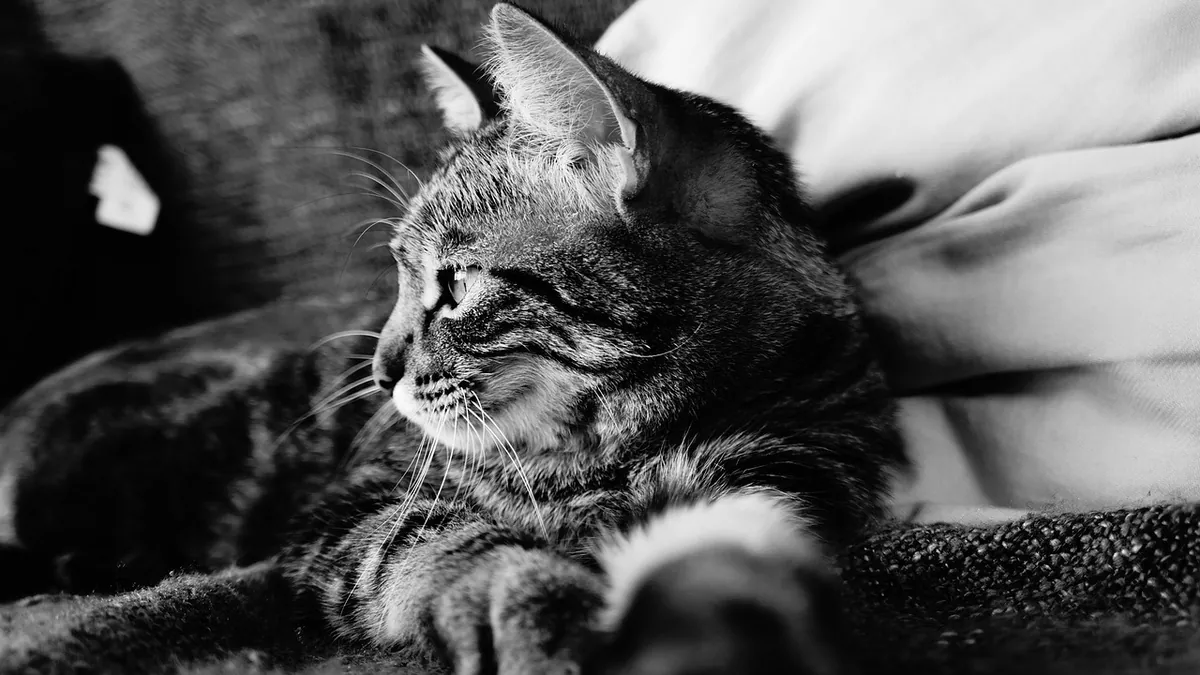 Cat Seizures at End of Life: When to Consider Euthanasia