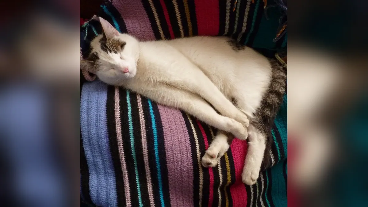Home Remedies for Cat Seizures: What Is Safe and What Is Not