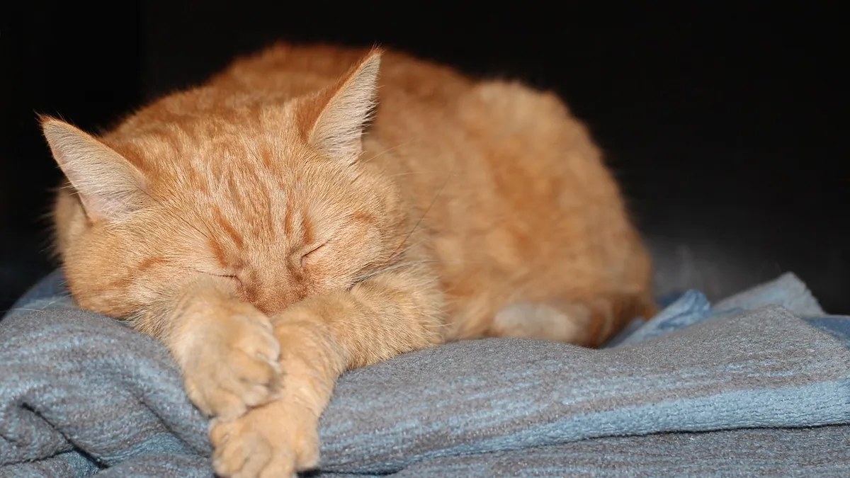 Seizures in Cats With Kidney Disease: Causes and Care