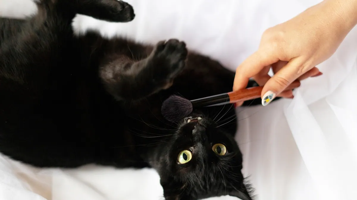 Why Is My Cat Shedding So Much and How to Manage It