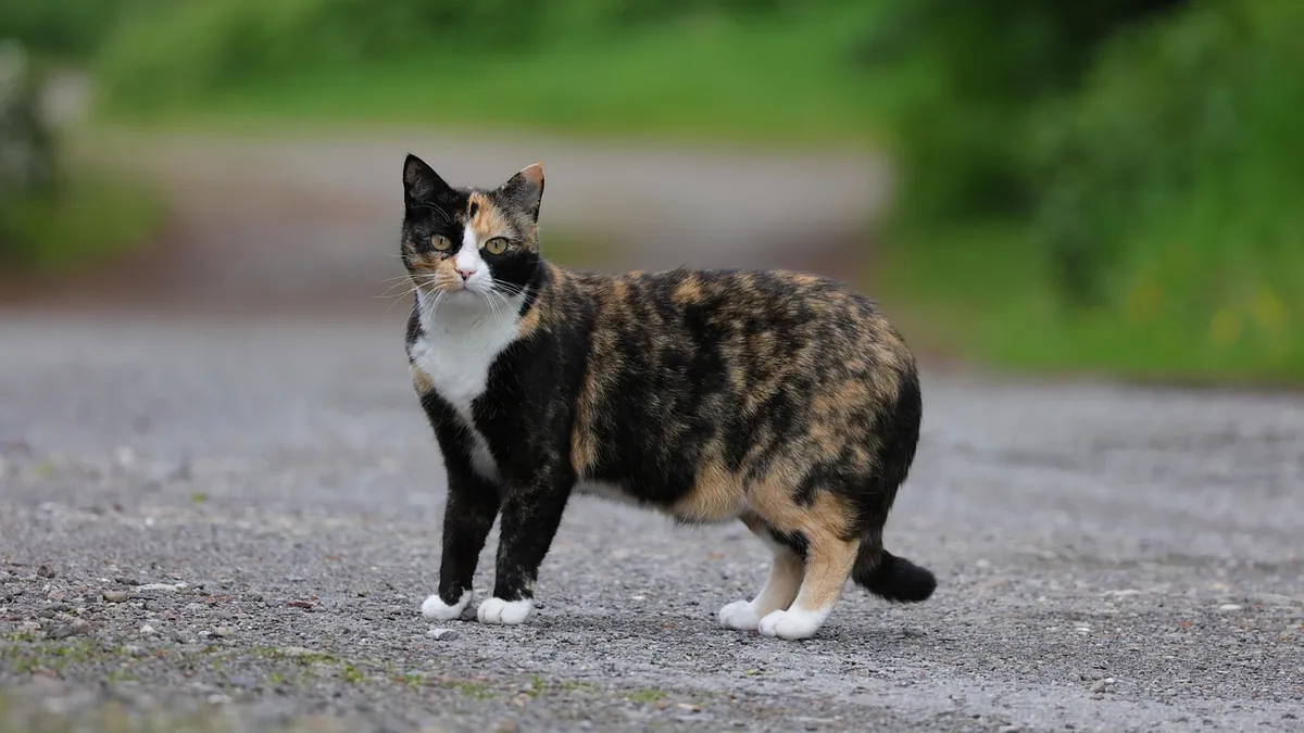 Brown and Black Spots on Cat Skin: Causes and Next Steps