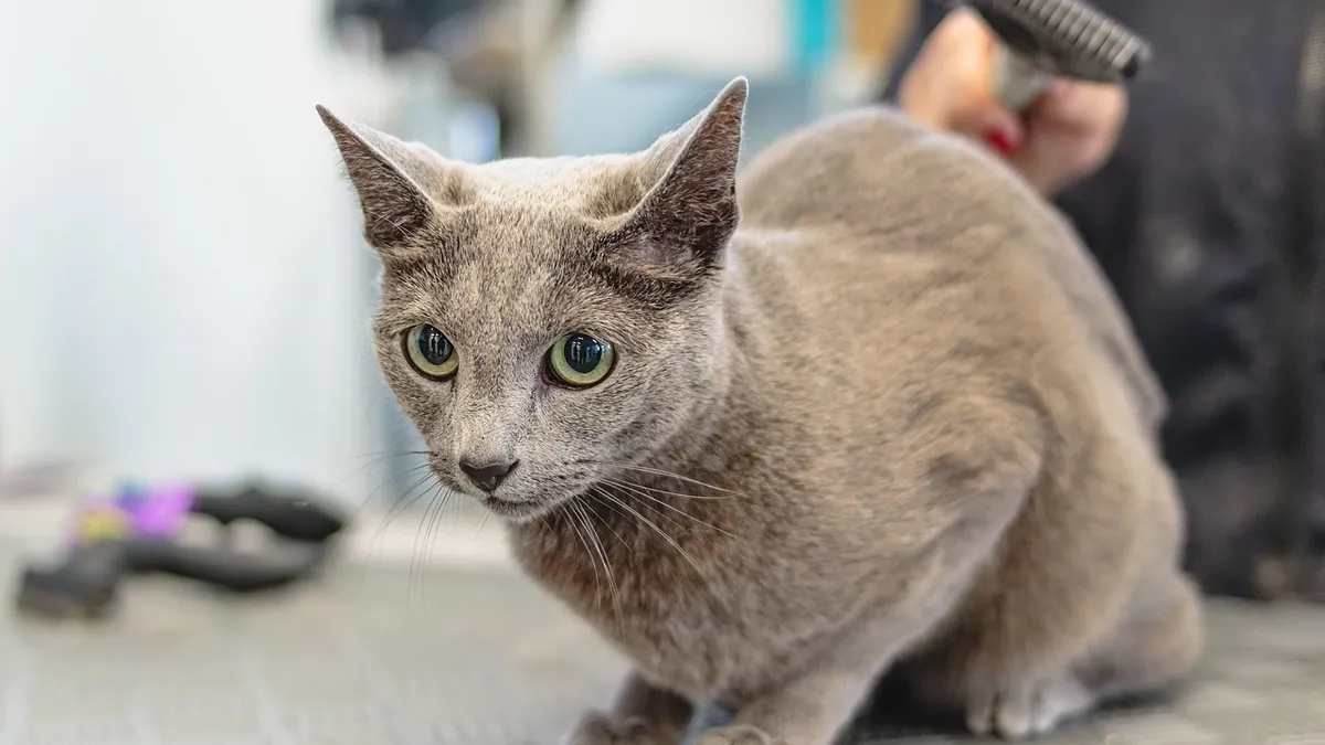Cat Skin and Coat Supplements: What Actually Helps