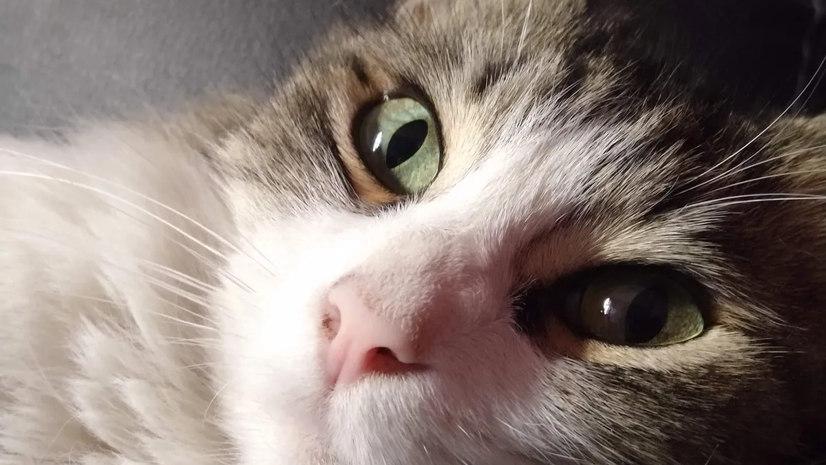 Cat Skin Color Under the Fur: What's Normal and What's Not
