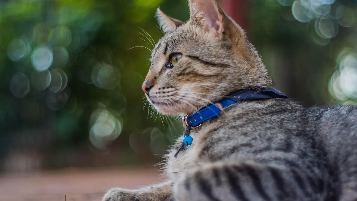 Cat Skin Cysts: What They Are and When to Worry
