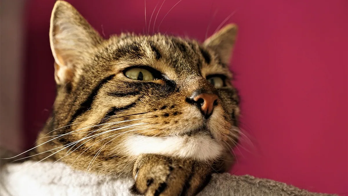 Cat Skin Disease: How to Treat Infections and Problems
