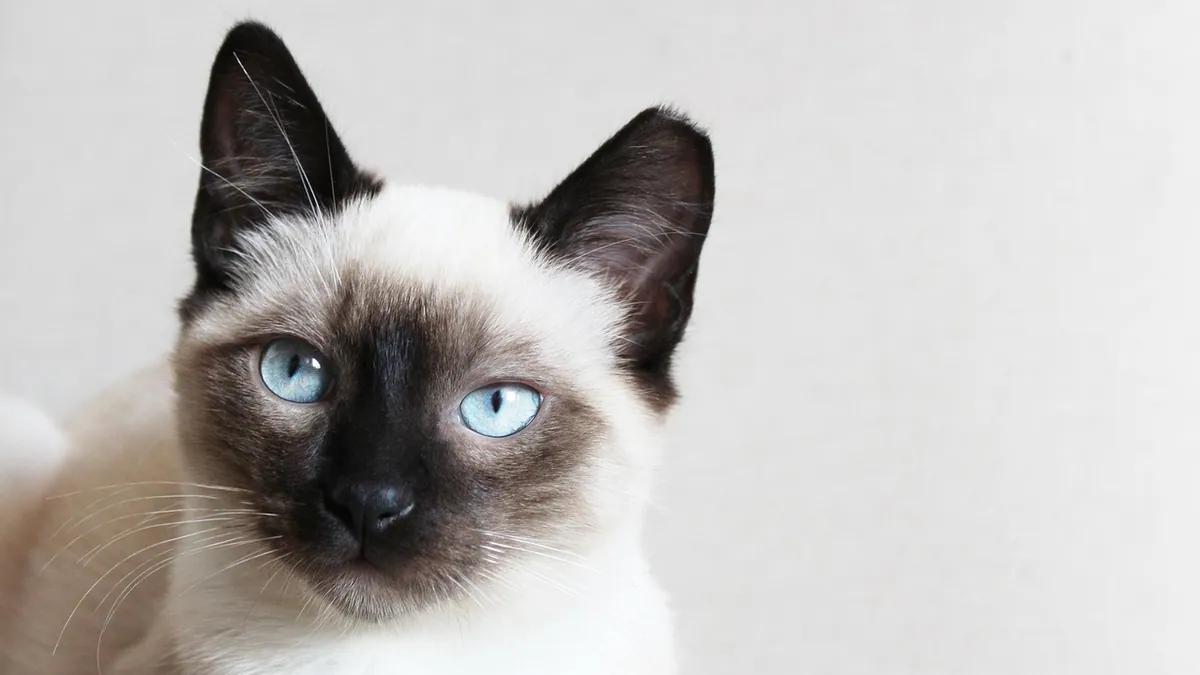 Cat Skin Elasticity Test: How to Check for Dehydration