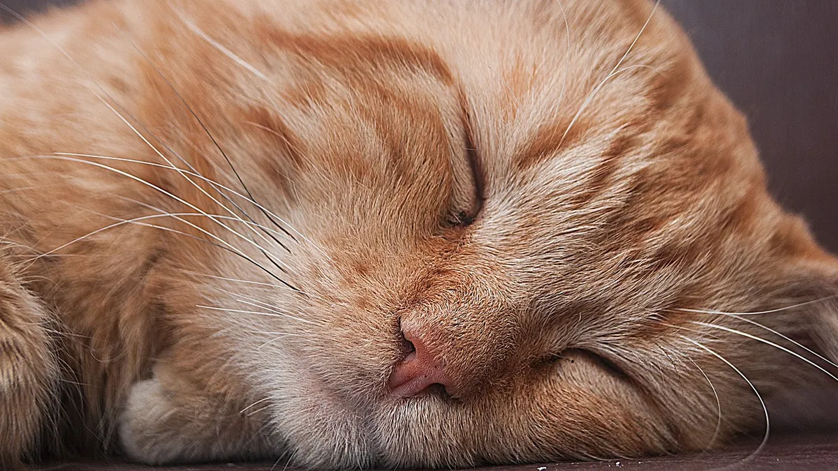 Why Is My Cat's Skin Flaky? Causes and What to Do