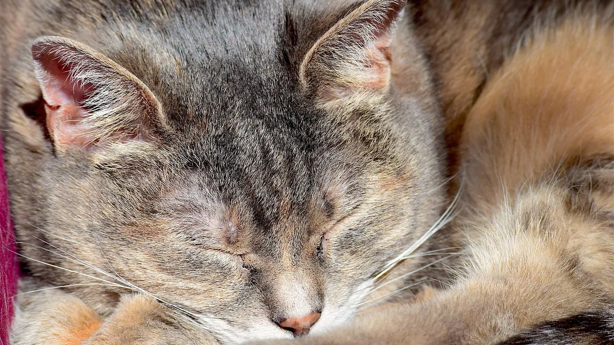 Cat Skin Fungus: Treatment Options for Ringworm and More